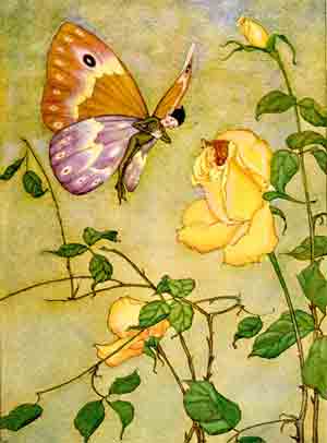Schmetterling fliegt Rose an