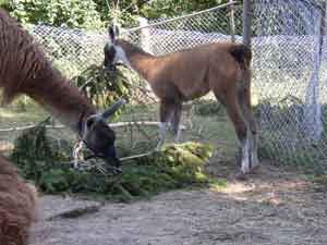 Ivette und Frieda